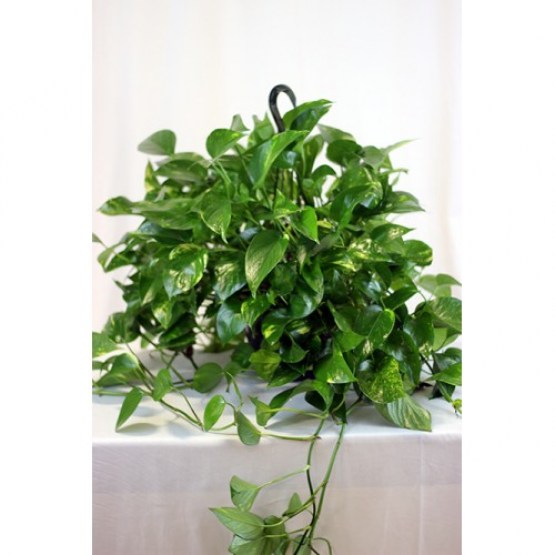 pothos hanging - 1